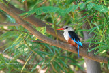 103 Grey-headed Kingfisher.JPG