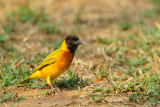 104 Black-headed Weaver male.JPG