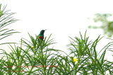 108 Greater Double-collared Sunbird male.JPG