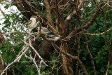 109 Striped Kingfisher .JPG