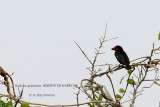 111 Black-billed Barbet.JPG