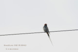 114 Lesser Striped Swallow.JPG
