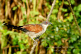 115 White-browed Coucal.JPG