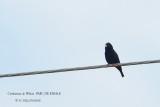 118 Wilson's Indigobird male.JPG