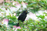 119 Viellot's Black Weaver male.JPG