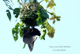 120 Vieillot's Black Weaver male.JPG