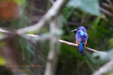 132 Shining-blue Kingfisher.JPG