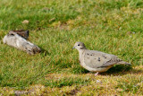 057 Eared Dove.jpg