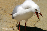 010 Silver Gull (scopulinus).jpg