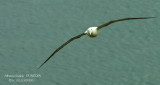 024 Wandering Albatross.jpg