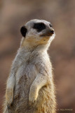 374 Suricate  ZOO de BEAUVAL.JPG