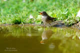 Galerie: JARDIN (oiseaux)