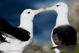026-Albatros--sourcils-noirs - MALOUINES.jpg