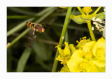 Moscas - Macro foto