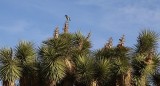 Joshua Trees