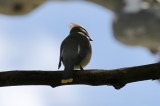 Cedar Waxwing