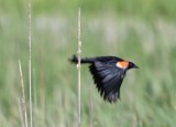 Redwing Blackbird