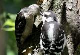 Downy Woodpeckers