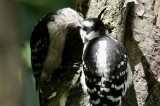 Downy Woodpeckers