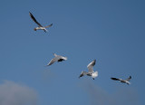 Black Headed Gulls food dispute 