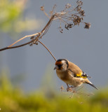 Goldfinch on Fennel