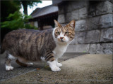 Shrine Cat