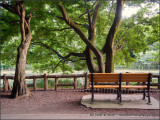 Favourite Bench
