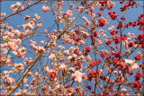 Plum Blossom