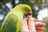 Feeding Parakeets