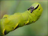 Greater Deaths Head Hawkmoth Caterpillar