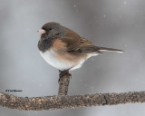  Dark-eyed Junco 