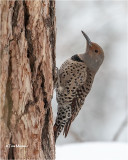  Northern Flicker 