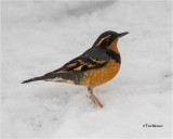  Varied Thrush