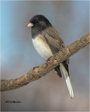  Dark-eyed Junco 