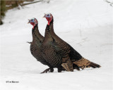  Wild Turkey 