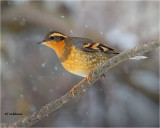 Varied Thrush