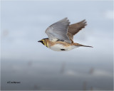 Horned Lark