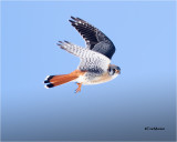  American Kestrel 