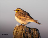  Horned Lark 