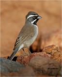 Black-throated Sparrow