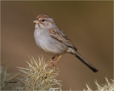 Rufous-winged Sparrow