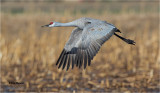  Sandhill Crane 