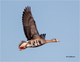  Greater White fronted Goose 