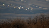 Tundra Swans
