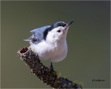 White-breasted Nuthatch