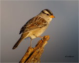  White-crowned Sparrow 