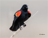 Red-winged Blackbird