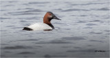  Canvasback 