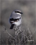 Loggerhead Shrike