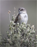 Sagebrush Sparrow